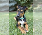 Small #5 Mutt