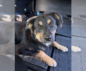 Delta - Male Australian Shepherd-Unknown Mix Dog for Adoption