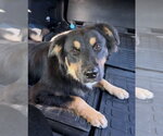Delta - Male Australian Shepherd-Unknown Mix Dog for Adoption - Small photo