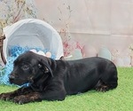 Small #10 Catahoula Leopard Dog