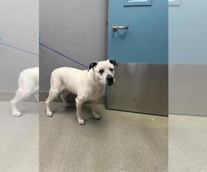 Mutt Dogs for adoption in Las Vegas, NV, USA