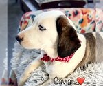 Small Photo #4 Basset Hound-Retriever  Mix Puppy For Sale in Rockaway, NJ, USA