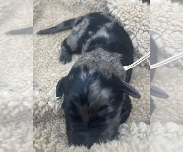 Medium Photo #24 Goldendoodle Puppy For Sale in PIERSON, FL, USA
