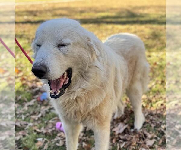 Medium Photo #2 Great Pyrenees-Unknown Mix Puppy For Sale in Yardley, PA, USA
