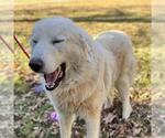 Small #1 Great Pyrenees Mix