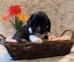 Small #1 English Springer Spaniel