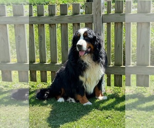 Father of the Bernese Mountain Dog puppies born on 04/30/2026