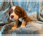 Small Photo #4 Sheprador Puppy For Sale in BUCKEYE, AZ, USA