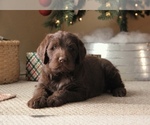 Small Photo #3 Labradoodle Puppy For Sale in NEWBURG, MO, USA