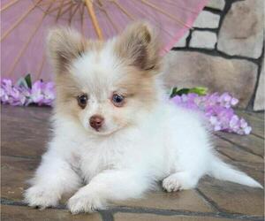 Pomeranian Puppy for sale in ORRVILLE, OH, USA
