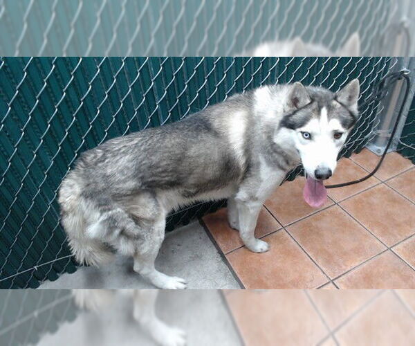 Medium Photo #1 Siberian Husky Puppy For Sale in Downey, CA, USA