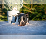 Puppy Happy Boston Terrier
