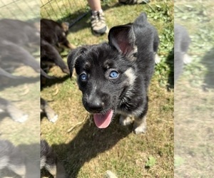 Medium German Shepherd Dog