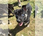 Puppy 3 German Shepherd Dog