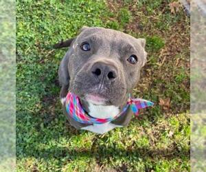 Mutt Dogs for adoption in Tulsa, OK, USA