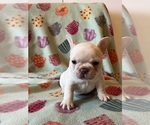 Small Photo #2 French Bulldog Puppy For Sale in TERRE HAUTE, IN, USA