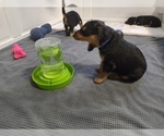 Small Photo #1 Airedale Terrier Puppy For Sale in TONGANOXIE, KS, USA