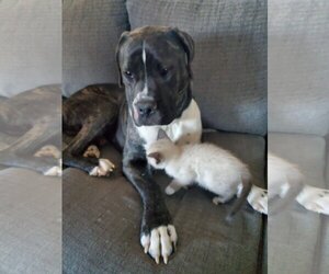 Mastiff Dogs for adoption in Germantown, OH, USA