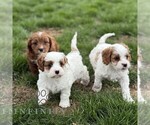 Small #1 Cavapoo