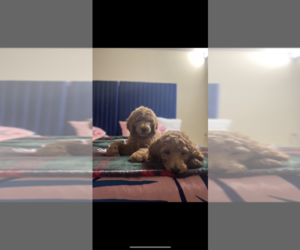 Poodle (Standard) Puppy for sale in BELLEVUE, WA, USA