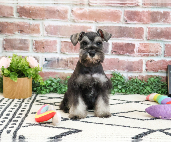 Medium Photo #4 Schnauzer (Miniature) Puppy For Sale in SYRACUSE, IN, USA