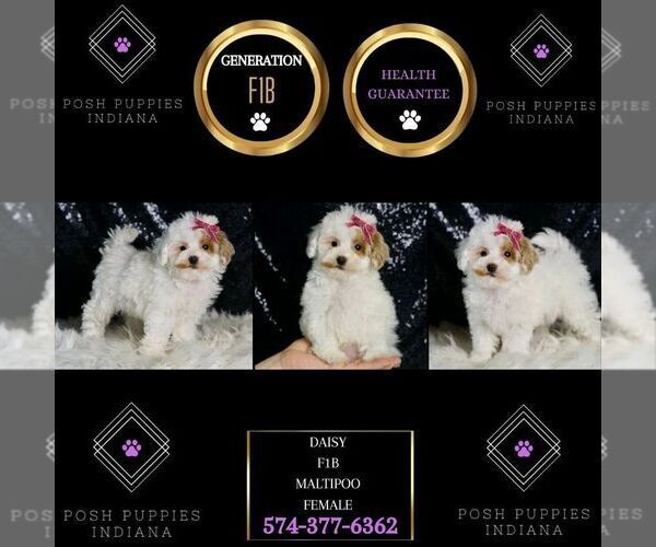 Medium Photo #2 Maltipoo Puppy For Sale in WARSAW, IN, USA
