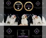 Small #1 Maltipoo