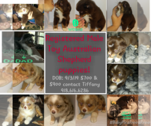 Australian Cattle Dog Puppy for sale in CHECOTAH, OK, USA
