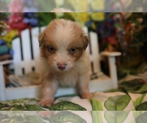 Australian Shepherd Puppy for sale in WESTFIELD, MA, USA