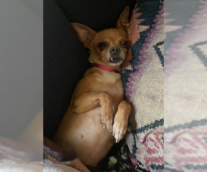 Buscemi - Female Chihuahua Dog for Adoption - Photo #3