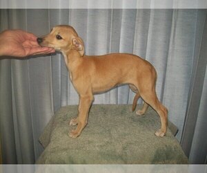 Whippet Puppy for sale in OWASSO, OK, USA