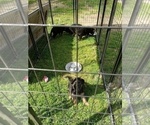 Small Photo #5 German Shepherd Dog Puppy For Sale in BRIDGEWATER, NH, USA
