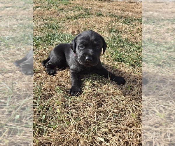 Medium Photo #3 Labrador Retriever Puppy For Sale in CLIFTON, KS, USA
