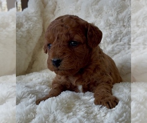 Medium Goldendoodle (Miniature)