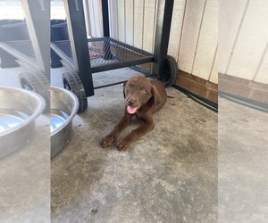 Labrador Retriever Puppy for sale in SANFORD, NC, USA
