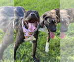 Small #1 American Pit Bull Terrier-American Staffordshire Terrier Mix