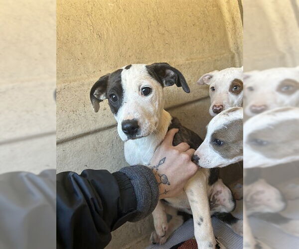 Medium Photo #1 Mutt Puppy For Sale in Oklahoma City, OK, USA