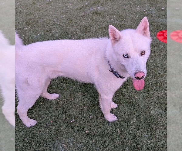 Medium Photo #4 Siberian Husky Puppy For Sale in Omaha, NE, USA