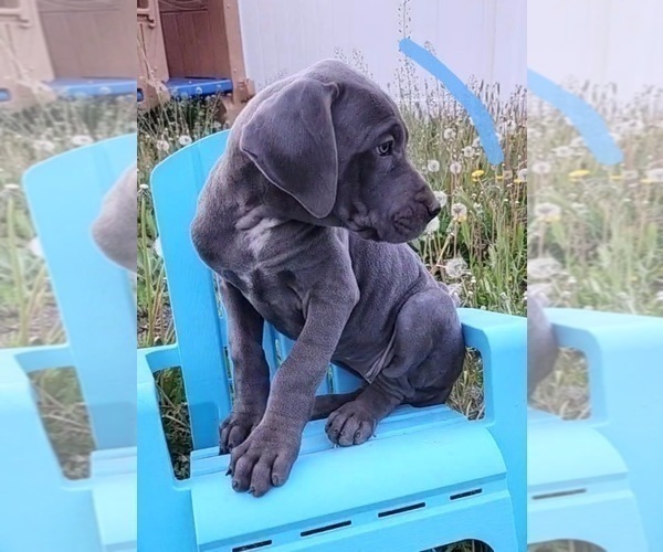 Medium Photo #31 Great Dane Puppy For Sale in OGDEN, UT, USA