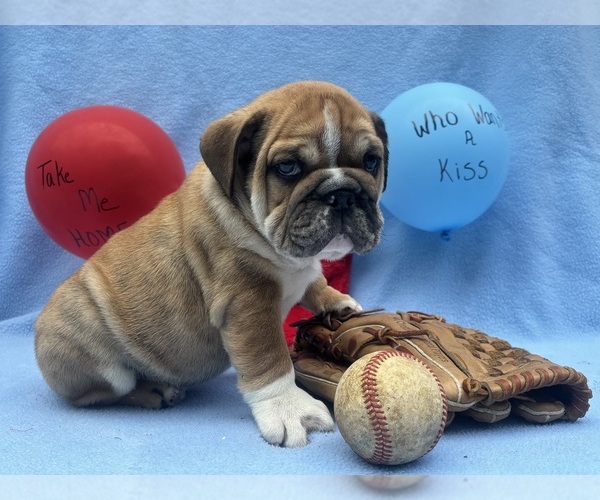 Medium Photo #14 English Bulldog Puppy For Sale in DENVER, PA, USA