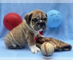 Small #3 English Bulldog