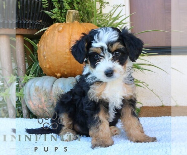 Medium Photo #1 Bernedoodle (Miniature) Puppy For Sale in NARVON, PA, USA