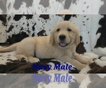 Puppy Navy Paw Male Golden Retriever