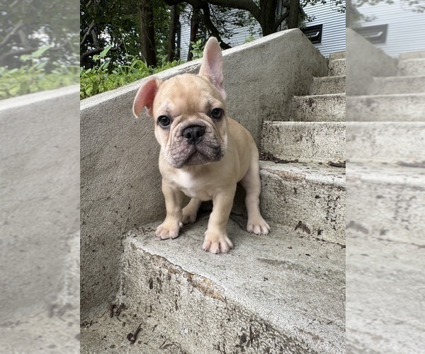 Medium Photo #9 French Bulldog Puppy For Sale in SAYREVILLE, NJ, USA