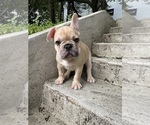 Small #8 French Bulldog