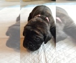 Small Photo #40 Mastiff Puppy For Sale in FULTON, NY, USA
