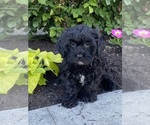 Small #3 Lhasa-Poo