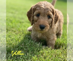 Goldendoodle (Miniature) Puppy for sale in COLLIERVILLE, TN, USA