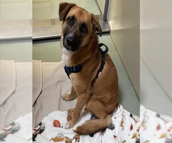 Medium Photo #1 German Shepherd Dog-Unknown Mix Puppy For Sale in Placerville, CA, USA