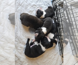 Boston Terrier Puppy for sale in HENNING, MN, USA